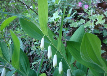 Duft-Weißwurz (Polygonatum odoratum) - © Bernard Wieser